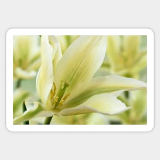 Tulipa  &#39;Greenstar&#39;    Lily-flowered or Viridiflora Tulip Sticker